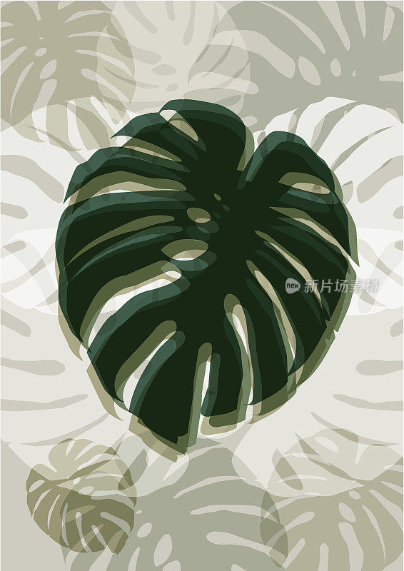 Monstera deliciosa热带叶背景